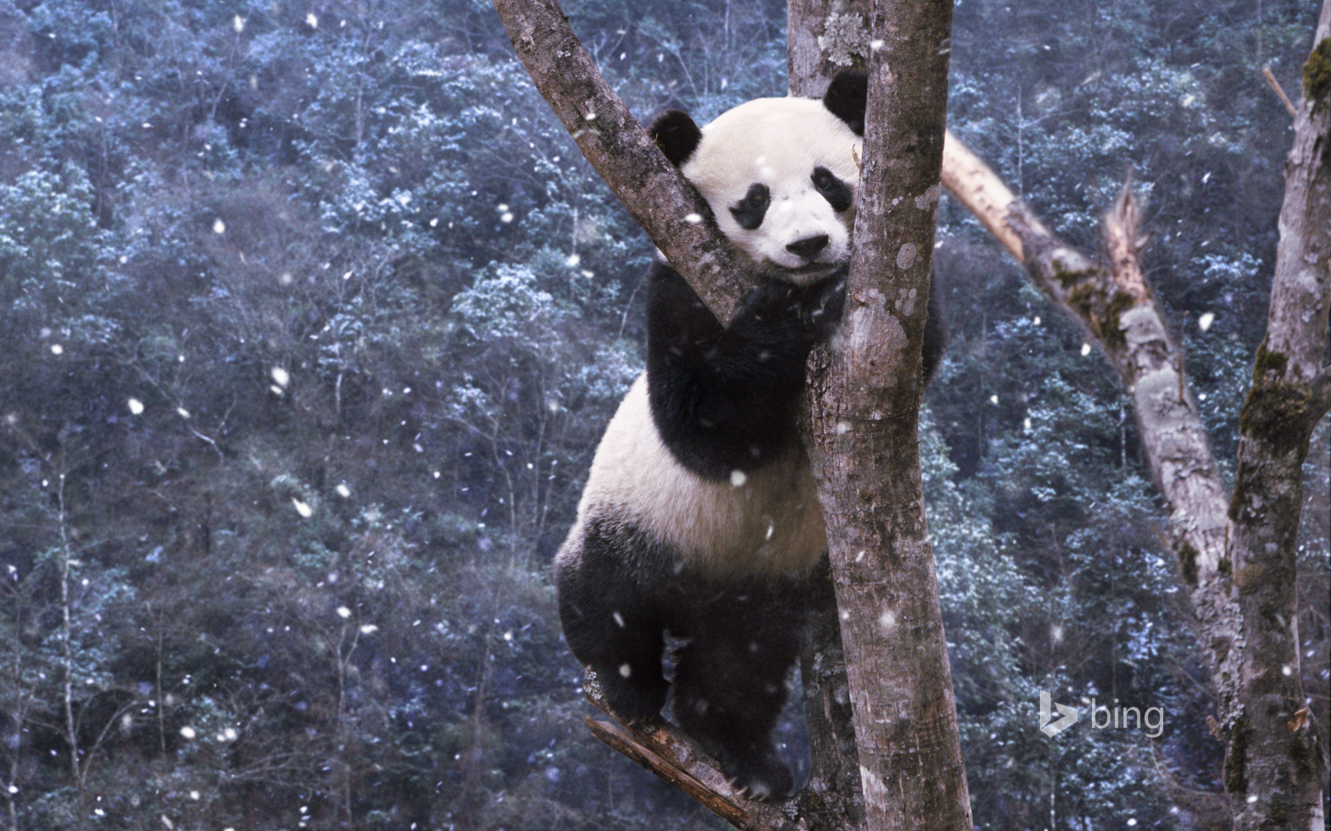 Panda In Tree